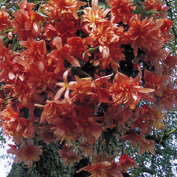 B. ‘Tuberhybrida Pendula’